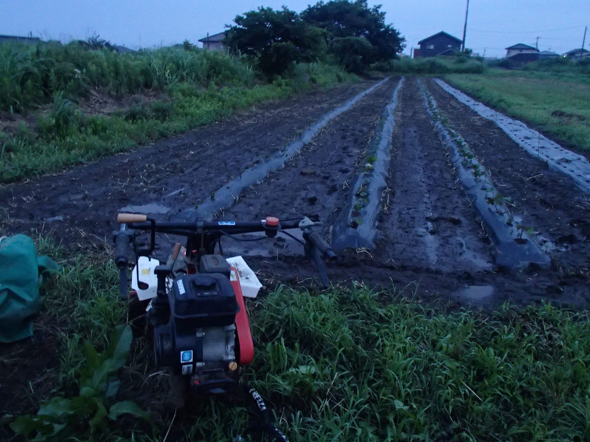 梅雨　雨