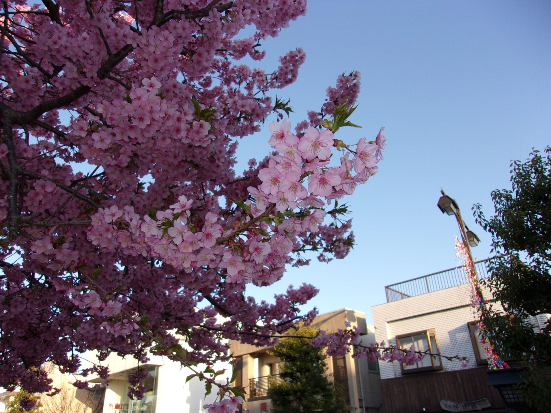 鹿島神宮　桜