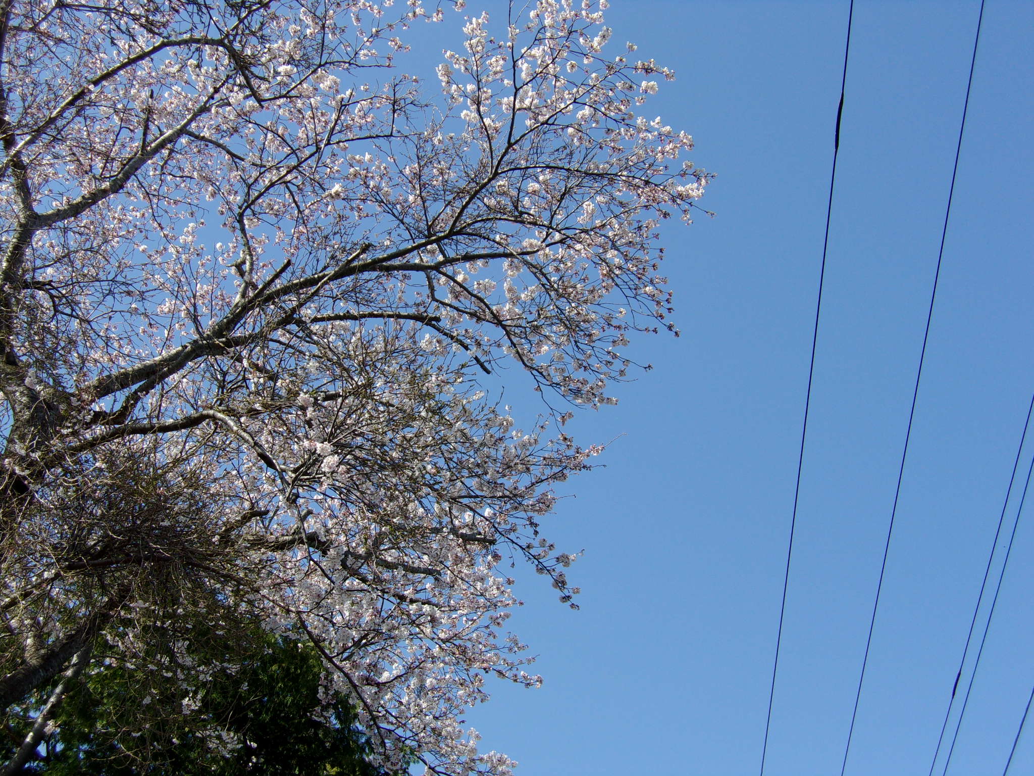 桜　220407　1