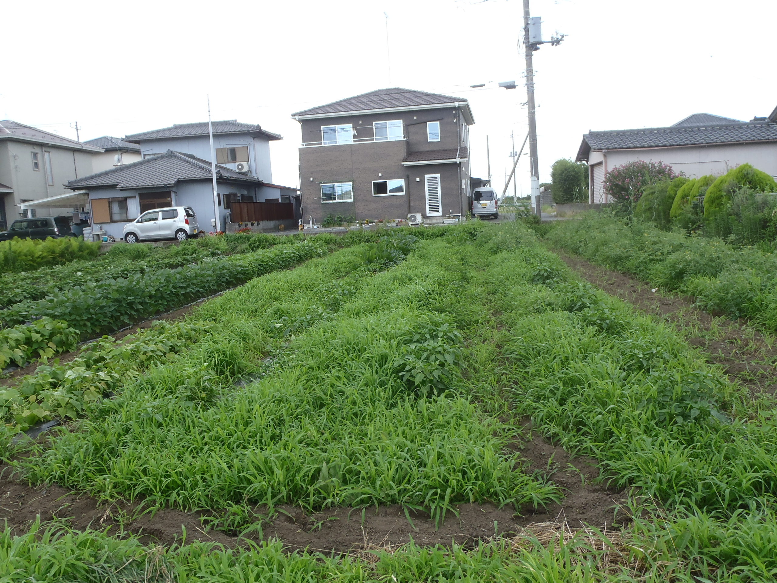 草　除草　230705